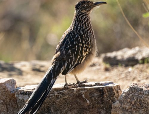 Why Was Redrock Roadrunners Created?